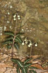 Pipsissewa <BR>Spotted wintergreen